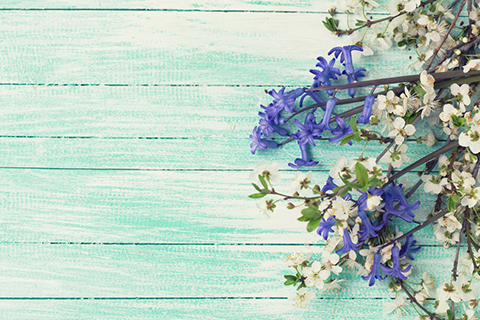 11 Beautiful Blue Flowers To Plant In Your Garden