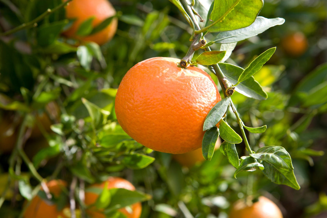 13 Easiest Fruit Trees To Grow For Beginners