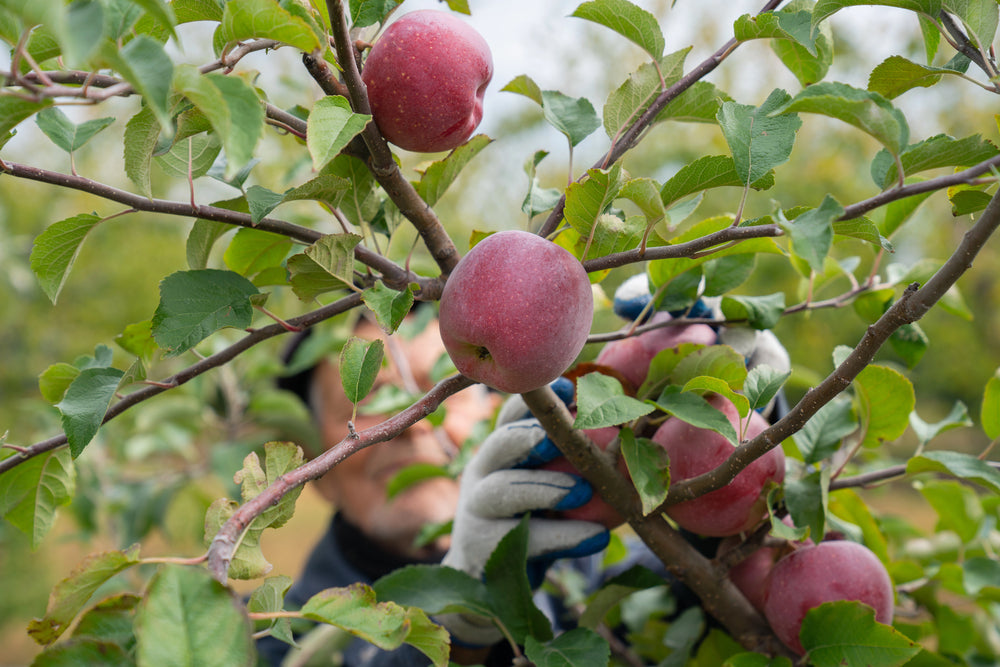 4 Reasons To Plant Apple Tree In Your Home Garden