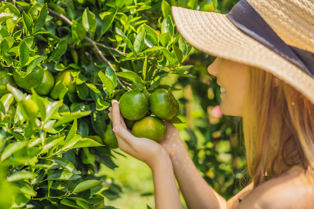 6 Types Of Fruit Trees To Grow In Your Garden