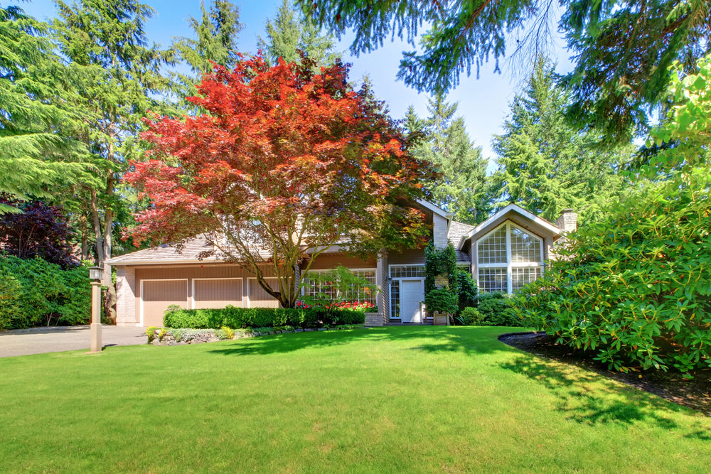 6 Types Of Maple Trees To Add Charm To Your Garden
