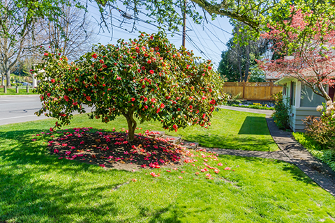 8 Best Pink Flowering Trees To Beautify Your Outdoor Space