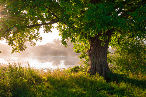 8 Types Of Oak Trees To Plant In Your Garden