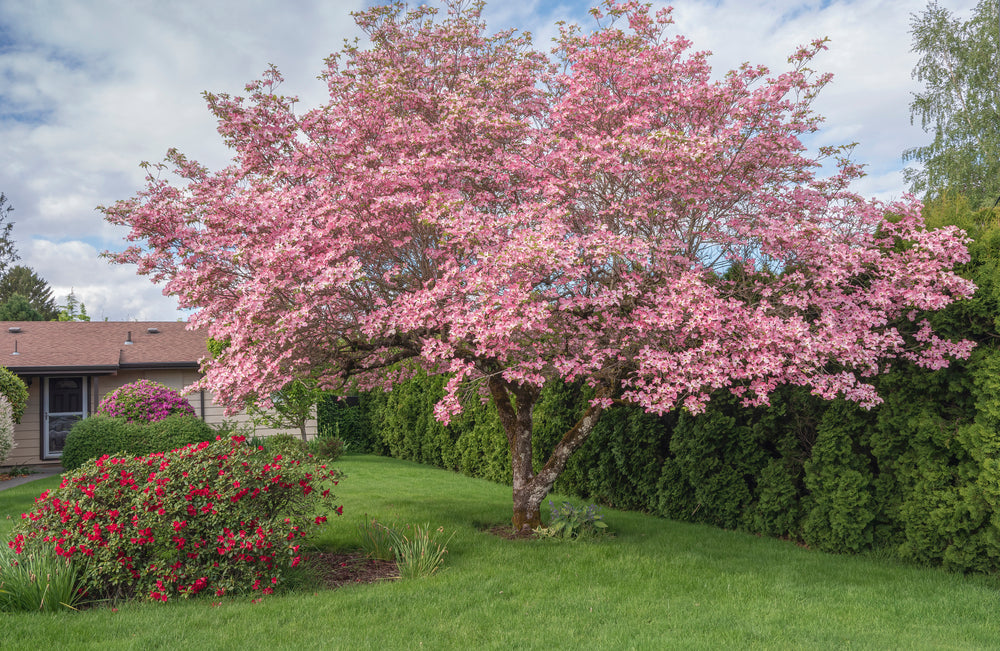 9 Beautiful Flowering Trees To Plant In Your Home Garden