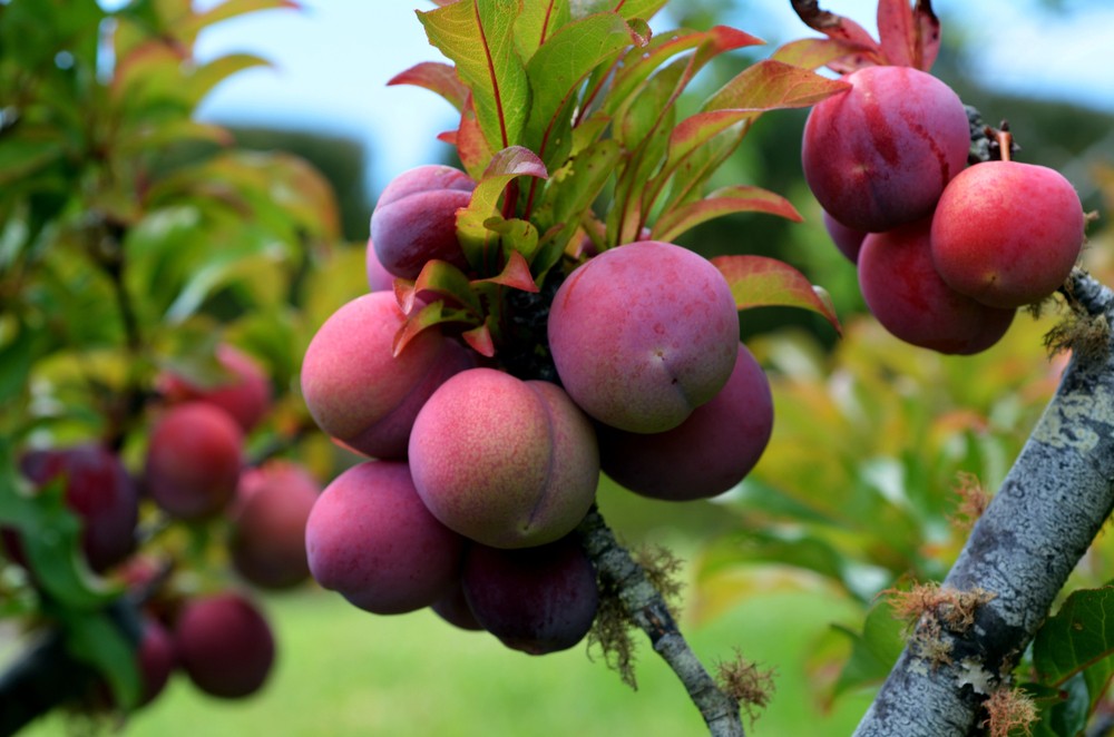 A Simple Guide To Planting And Growing Plum Trees