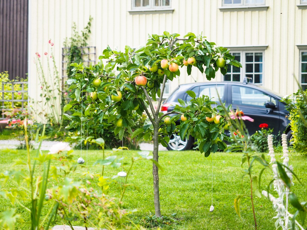 How Many Apple Trees Do I Need To Plant?
