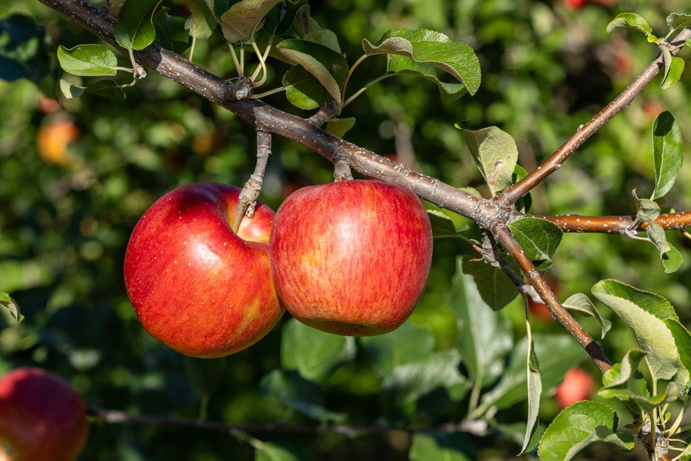 How To Plant And Care For Apple Trees: A Beginner's Guide