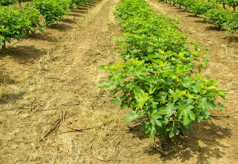 The Best Place To Plant A Fig Tree For Optimal Growth