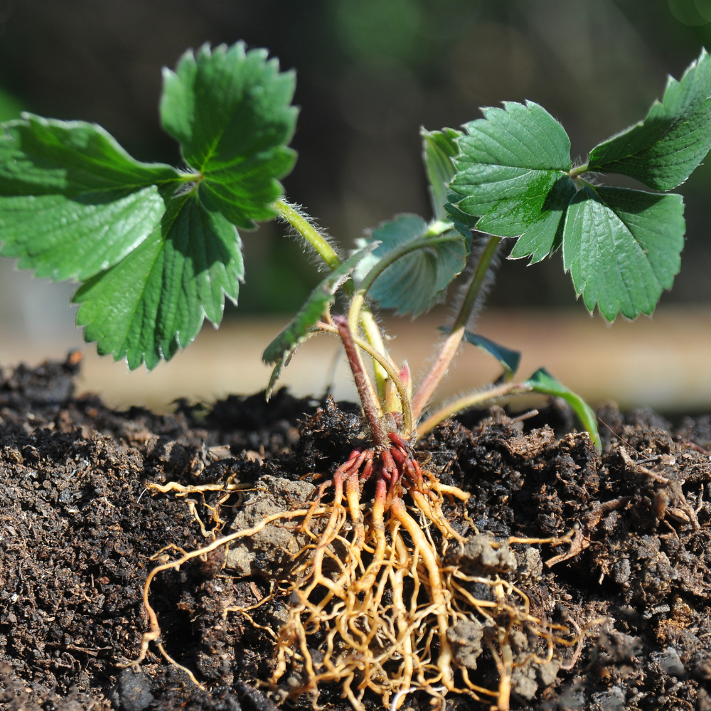 Planting & Harvesting Strawberries