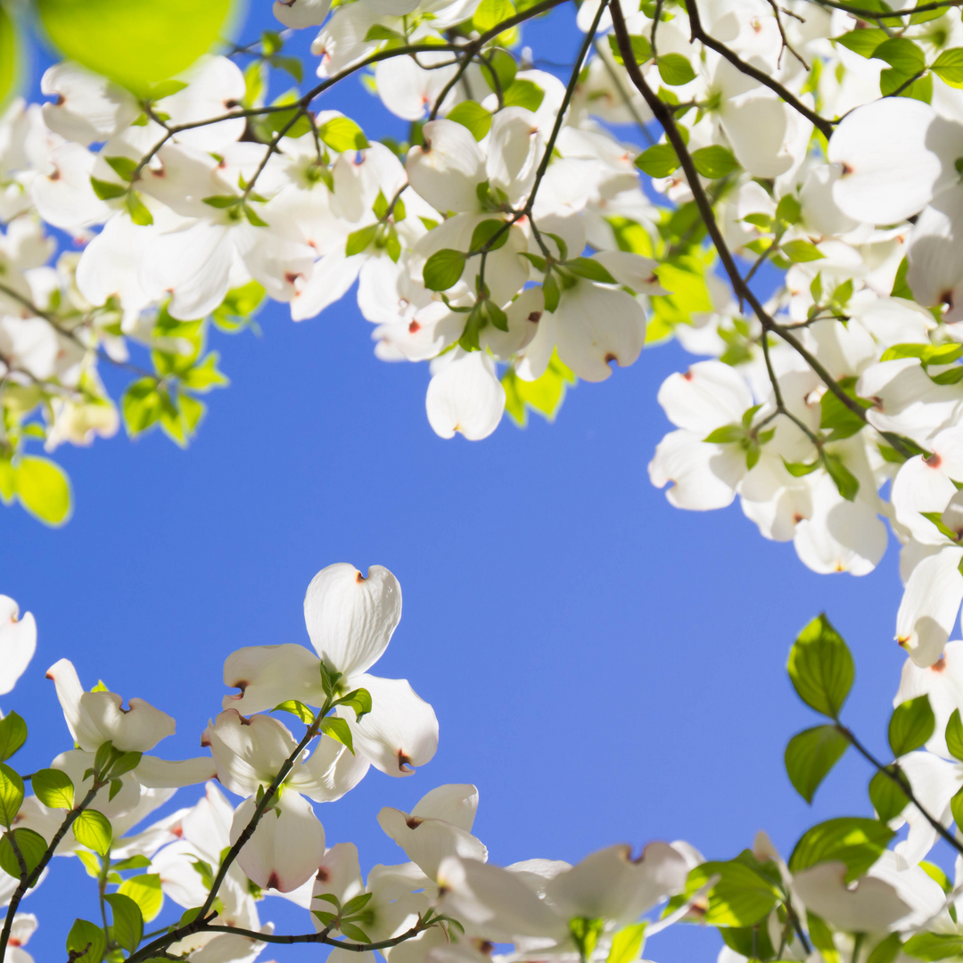 The Beauty and Benefits of Native Plants