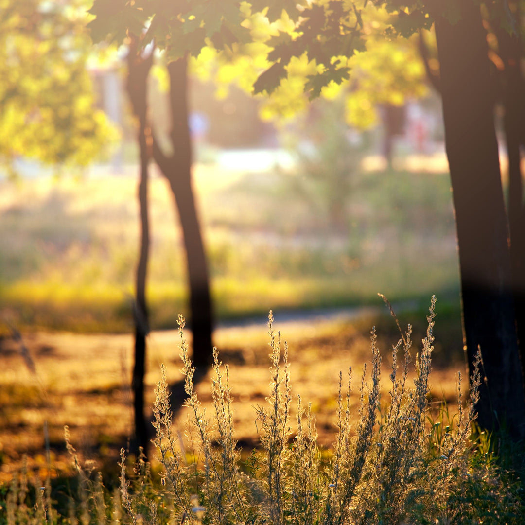 Getting Your Garden & Yard Ready for Autumn