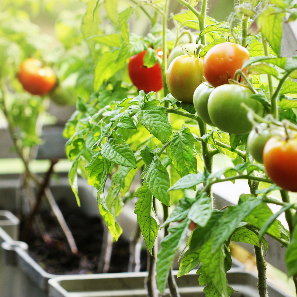 Growing the Perfect Salsa Garden