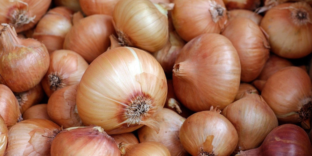 Planting & Harvesting Onion Sets
