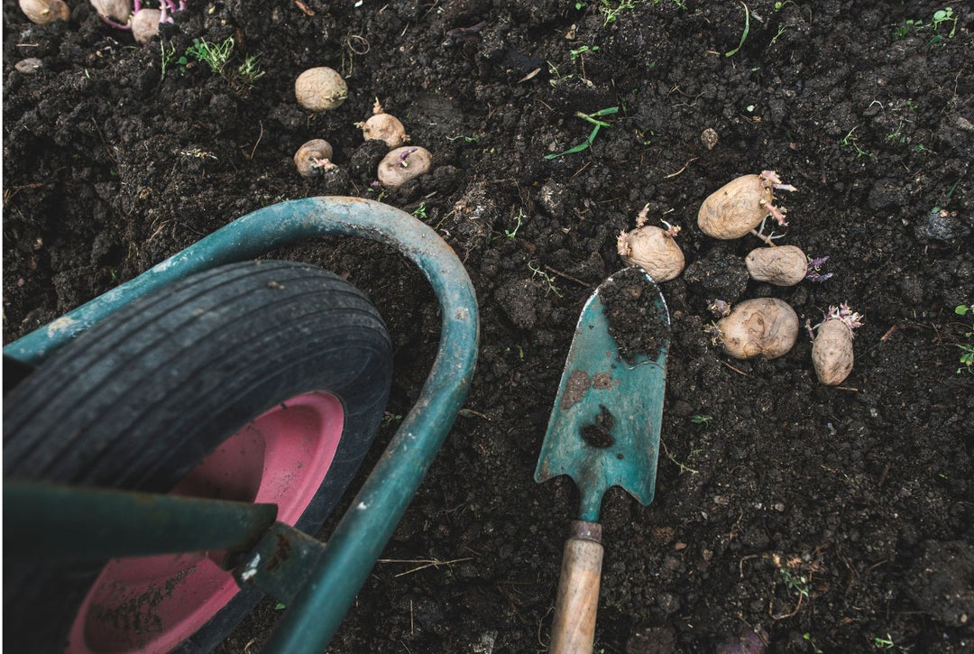 Planting & Harvesting Seed Potatoes