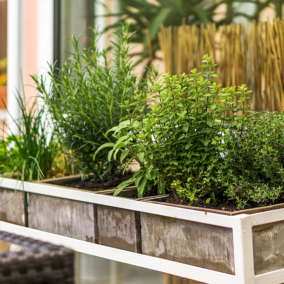 Herb Gardening 101 A Guide to Starting and Caring for a Small Herb Garden on Your Front Porch or Balcony