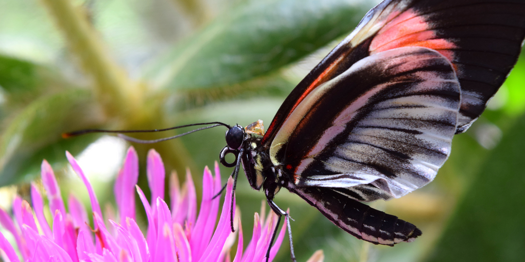 Creating a Pollinator Paradise The Importance of Planting for Pollinators