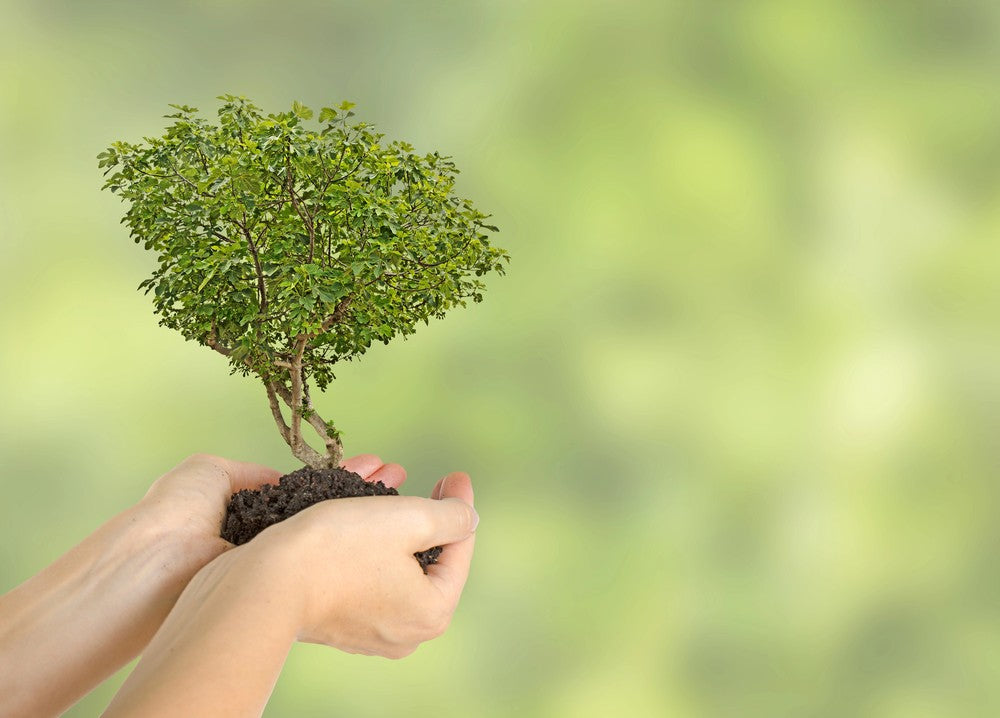 When Is The Best Time Of Year To Plant A Fig Tree?