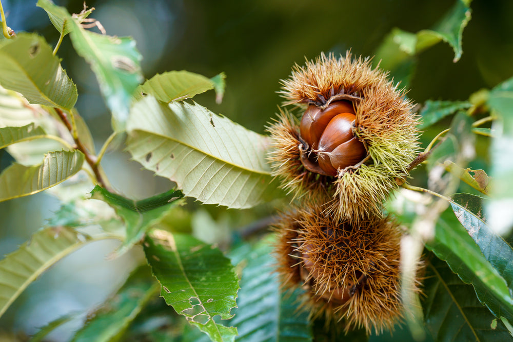 A Guide To Planting And Growing Chestnut Trees