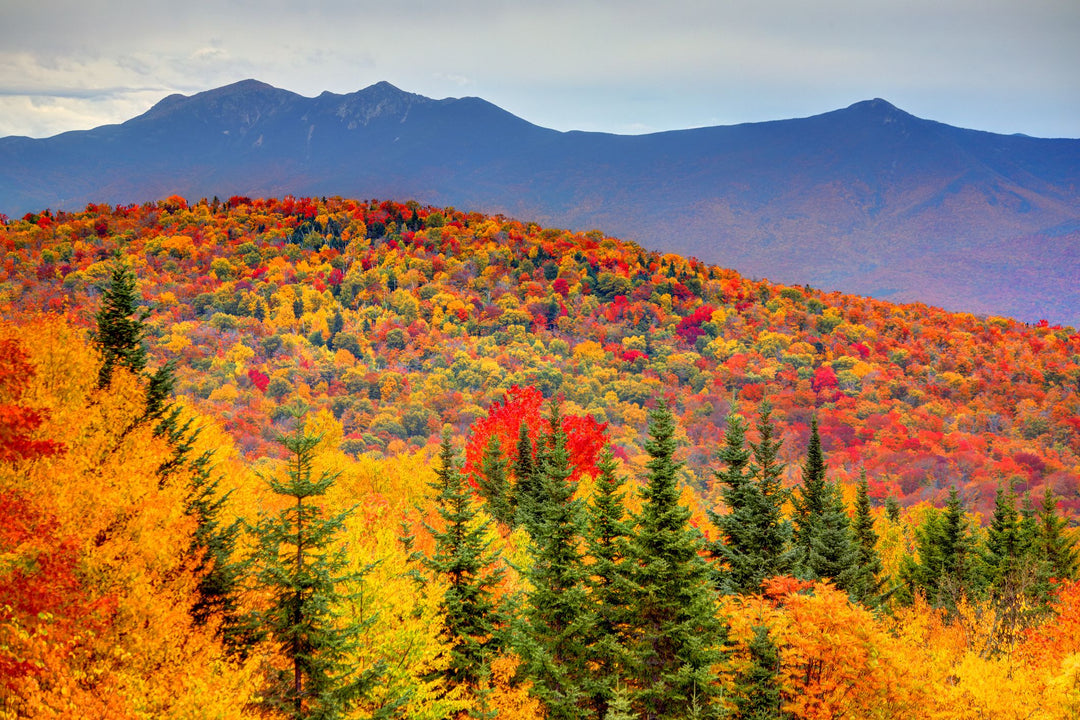 Why do some trees change color and drop their leaves while others don't?