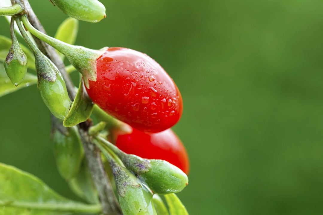 Goji Berry Smoothie Recipe