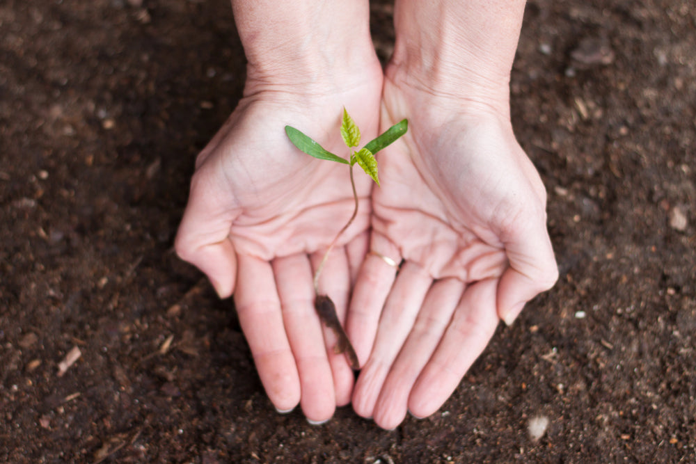 How To Plant And Care For Japanese Maples In Your Garden