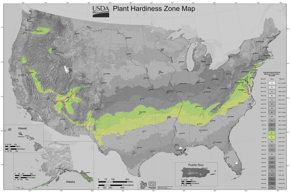 Shrubs for Zone 7
