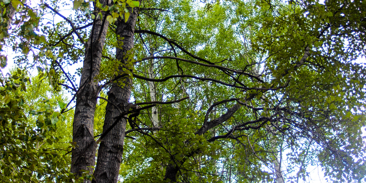 Disease Resistant Trees for Sale