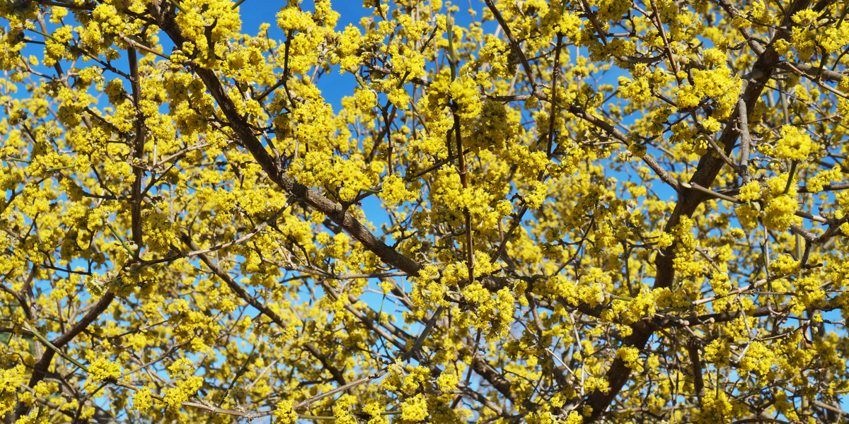Self-Pollinating Trees for Sale