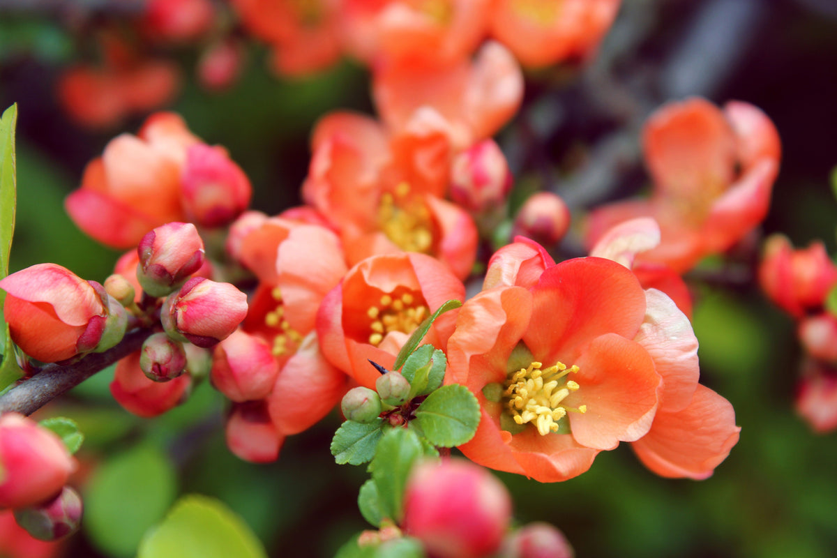 Flowering Shrubs for Sale
