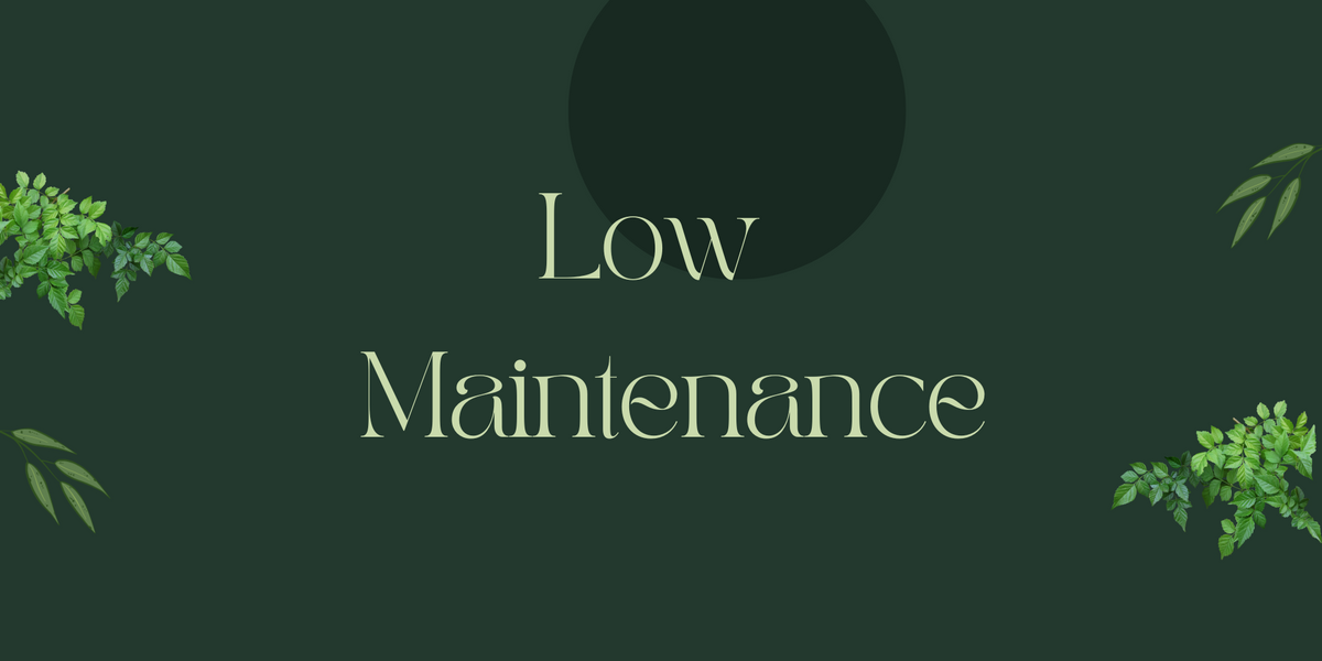 Low Maintenance Plants for Sale