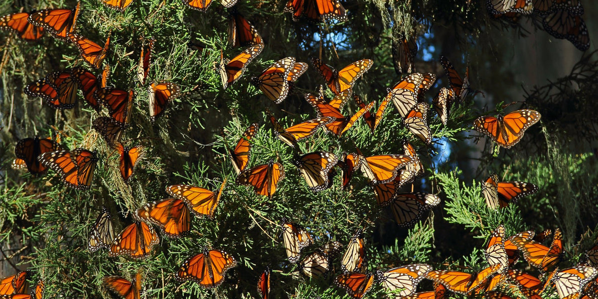 Pollinators Trees for Sale