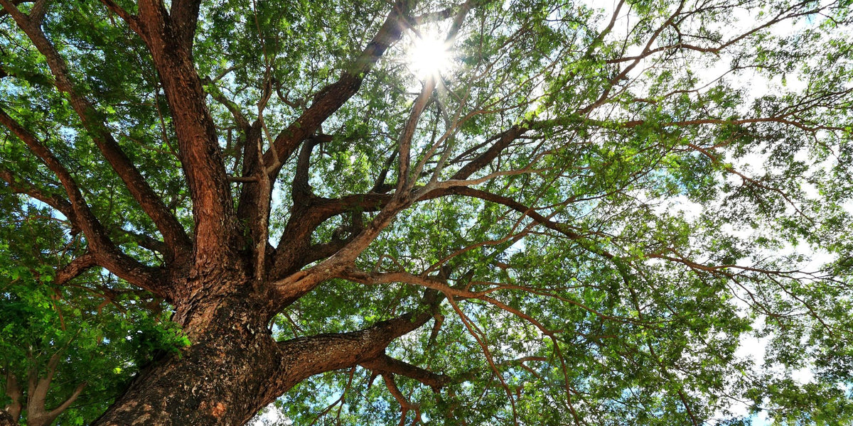 Shade Trees for Sale