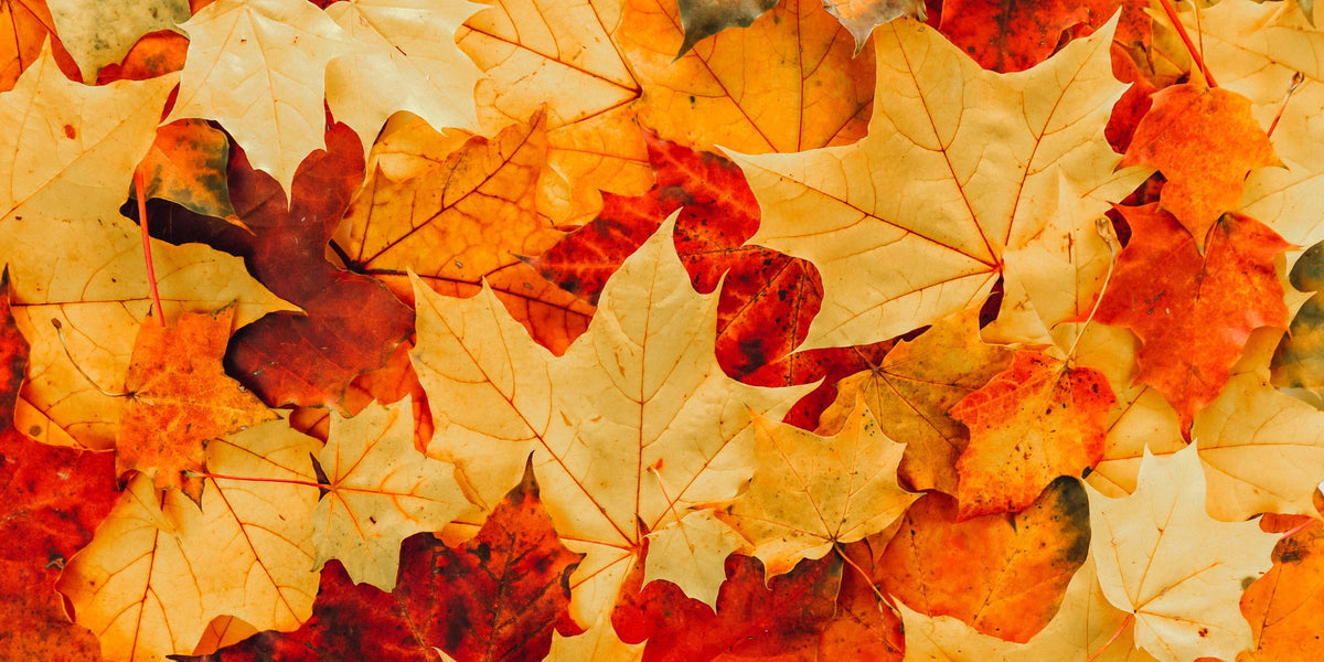 October Glory Red Maple leaf