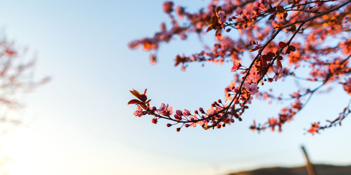 Flowering Trees for Sale