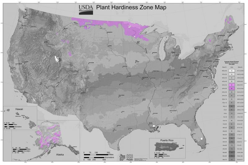 Shrubs for Zone 3