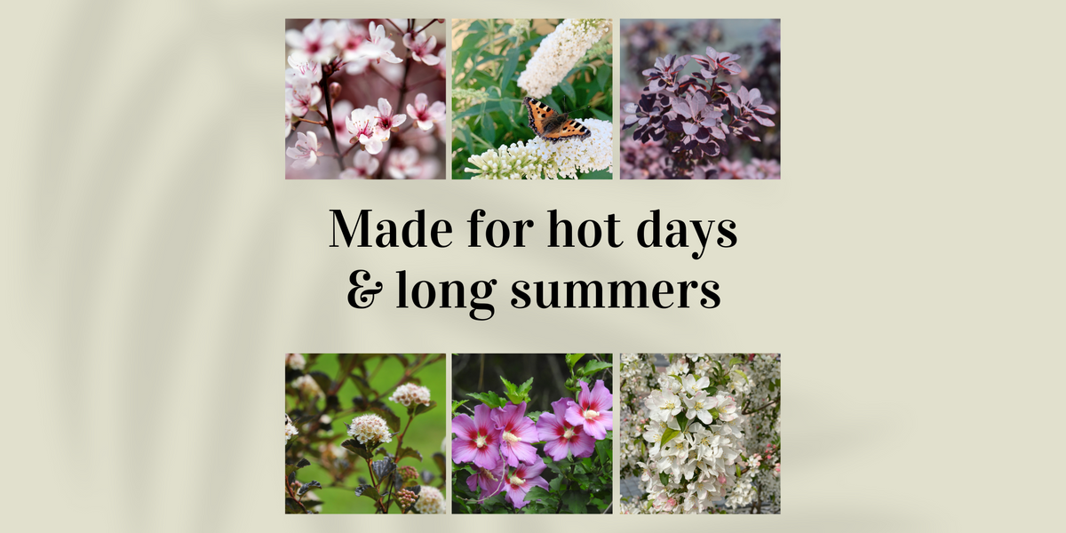 Summer collection