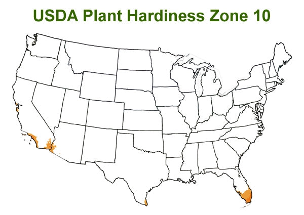 Shrubs for Zone 10
