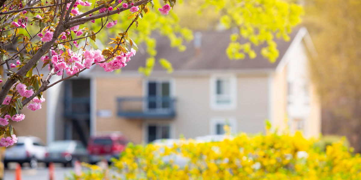 Spring Blooms