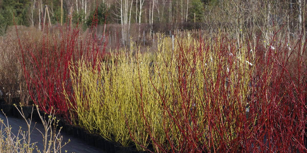 Dogwood Shrubs for Sale