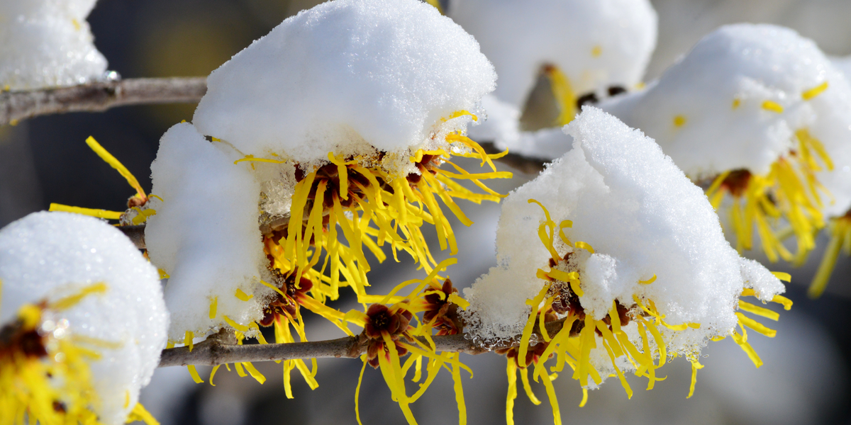 Winter Color Plants for Sale