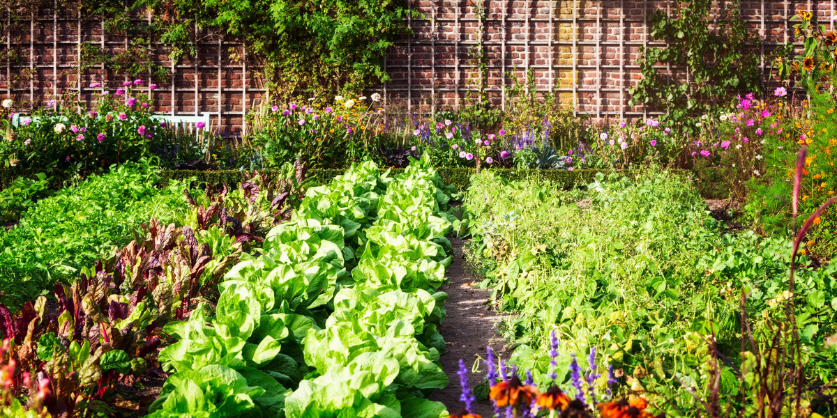 Vegetables Plants for Sale