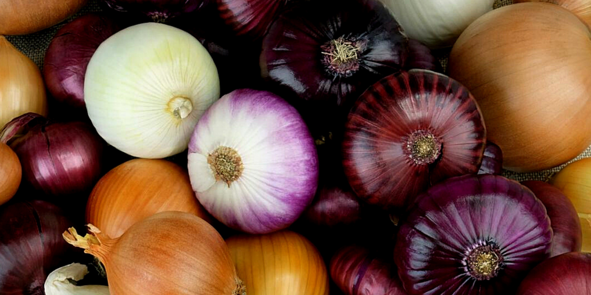 Onions Plants for Sale