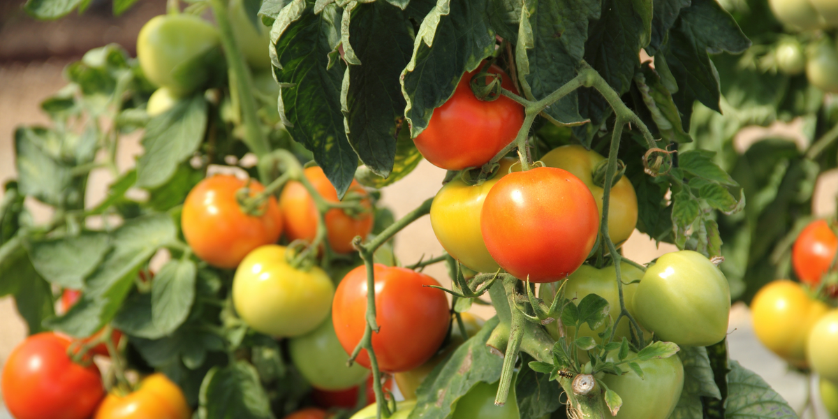 Tomatoes, Peppers & Vegetables
