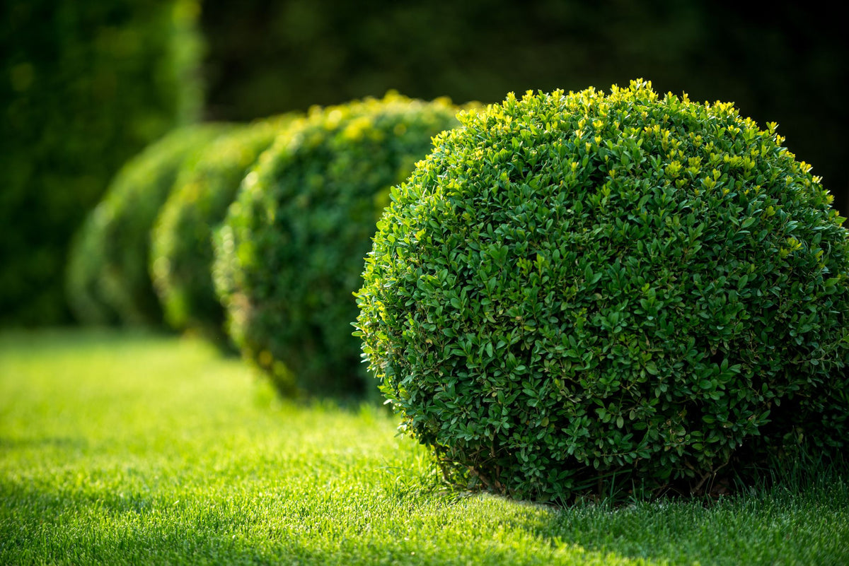 Evergreen Shrubs for sale
