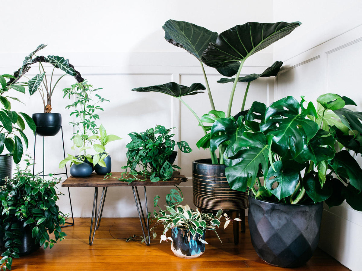 More House Plants