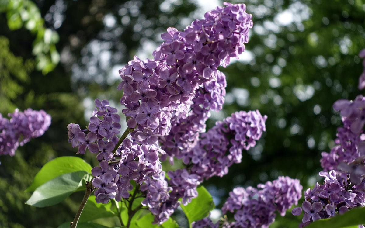 Common Lilac
