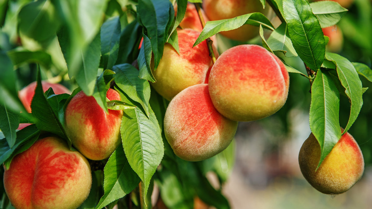 Self-Pollinating Fruit & Nut for Sale