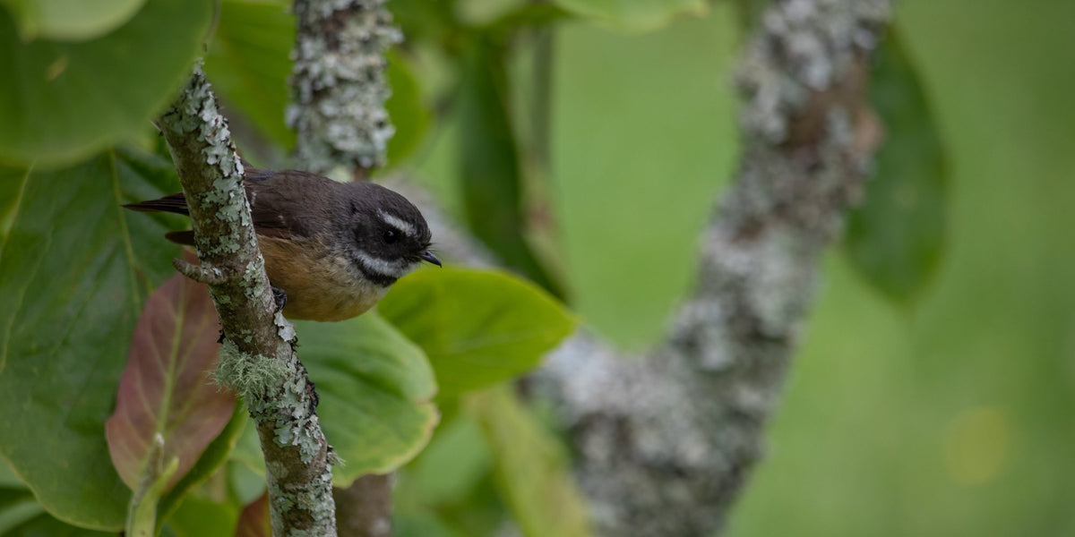 Wildlife Trees for Sale