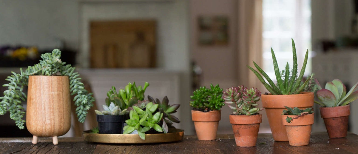 Succulents Plants for Sale