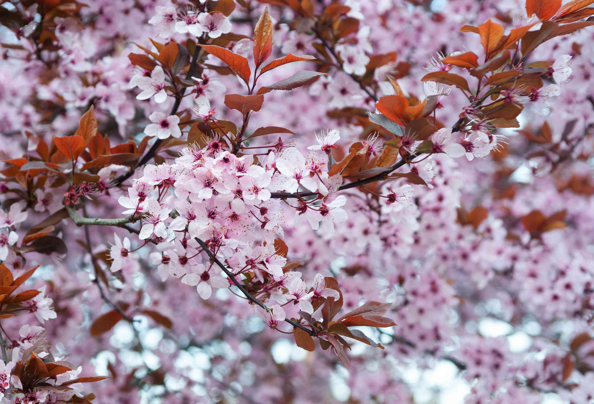 Drought Tolerant Shrubs for Sale